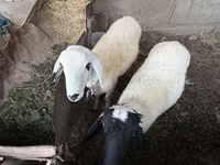 Baran, Owce — zdjęcie 1