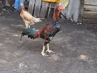 Chickens — عکس 4