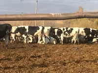 Vaca, Raça Holstein — foto 6