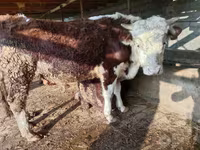 Stier, Simmental cattle — foto 7