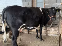 Bò cái, Giống Holstein — ảnh 1