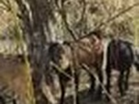 Koza, Alpine goat — zdjęcie 7