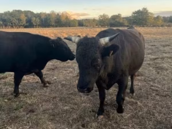 Bull, Wagyu — United Kingdom