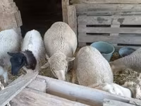 میش, گوسفند — عکس 1