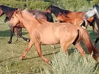 ፈረስ, North Swedish horse — ፎቶ 2