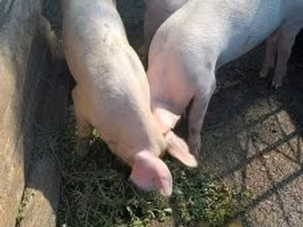 Knur, Крупная белая