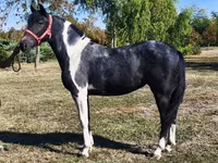 Kuda betina, Horses — foto 1