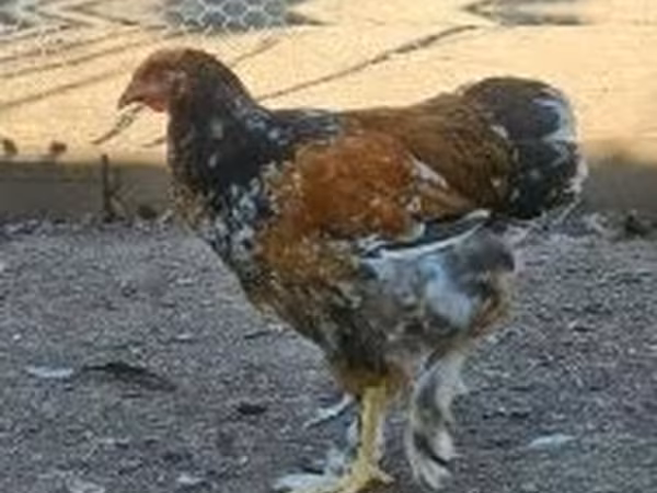 Brahma