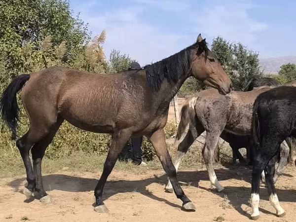 Kuda betina, Horses