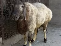 Wad, Rhon sheep — sawirka 5