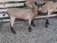 بز نر, Alpine goat — عکس 4