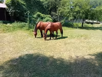 Mare, Horses — photo 1