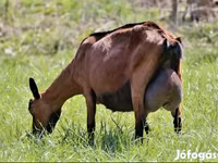 Koza, Alpine goat — foto 4
