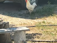 Turkeys — снимка 3
