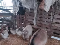 Koza, Nubian Goat — foto 3