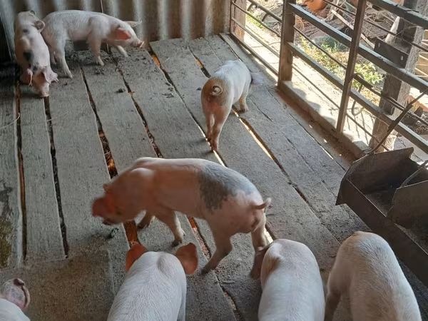 नर सूअर, सूअर — मॉल्डोवा