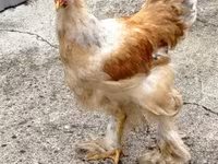 Brahma — Foto 2