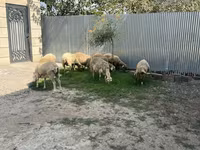 Baran, Owce — zdjęcie 1
