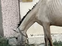 مادیان, Azerbaijan horse — عکس 3