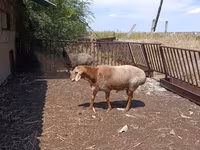 Baran, Owce — zdjęcie 6