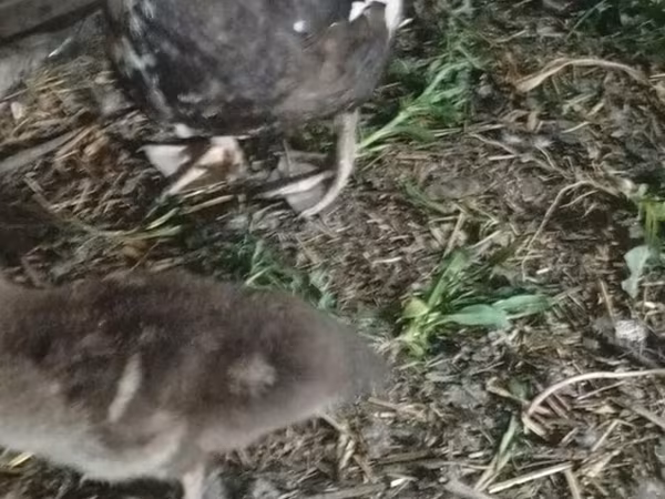 Ducks