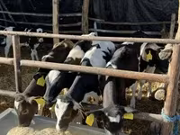 سانڈ, Russian Black pied cattle — تصویر 1