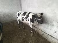 황소, Swiss cattle — 사진 1