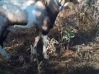 بز ماده, بز — عکس 3