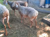 میش, Rhon sheep — عکس 1