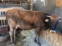 Kuh, Swiss cattle — Foto 1