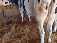 Ko, Russian Black pied cattle — foto 2