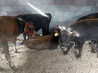 Kuh, Swiss cattle — Foto 2