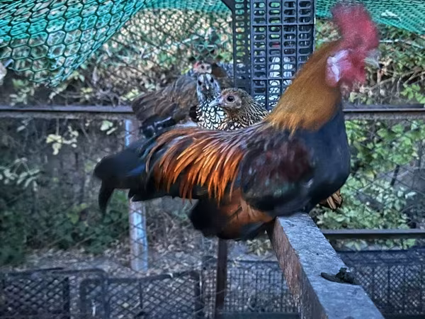 Chickens
