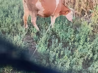 گاو ماده, گاو کستای — عکس 2