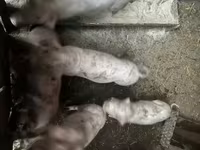 암퇘지, 돼지 — 사진 4