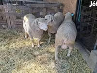 Κριός, Ile-de-France sheep — φωτογραφία 1