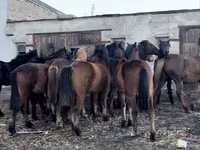 مادیان, Kazakh horse — عکس 1