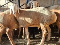 Ovan, Arashan sheep — fotografija 2