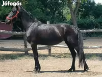 Yegua, Friesian — foto 3