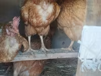 Chickens — foto 5
