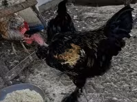 Chickens — photo 3