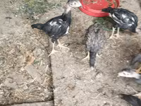 Chickens — الصورة 5