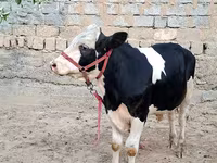 雄牛, Simmental cattle — 写真 6