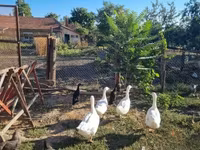 Geese — ፎቶ 1