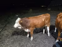 Tjur, Swiss cattle — foto 1