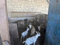 Cabras (lote, sexo não especificado), Alpine goat — foto 5