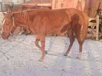 اسب نر, Thoroughbred horse — عکس 7
