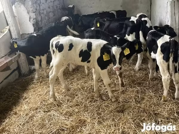 วัวตัวผู้, Russian Black pied cattle