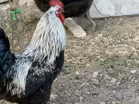 Chickens — عکس 5