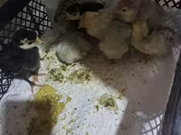 Turkeys — Foto 1